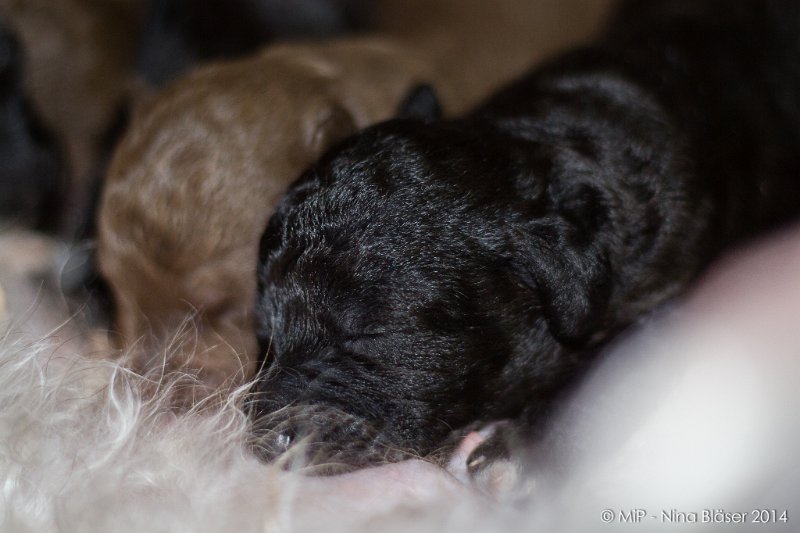 2014-02-09 Welpen Svet & Ruby-1616.jpg - Day 7